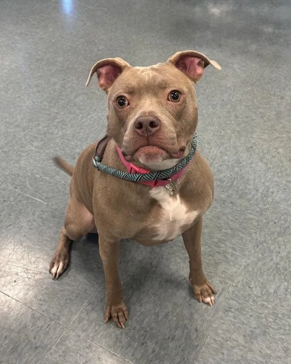 An adult medium-sized female Pit Bull Terrier dog named Noko for adoption in Richmond, VA