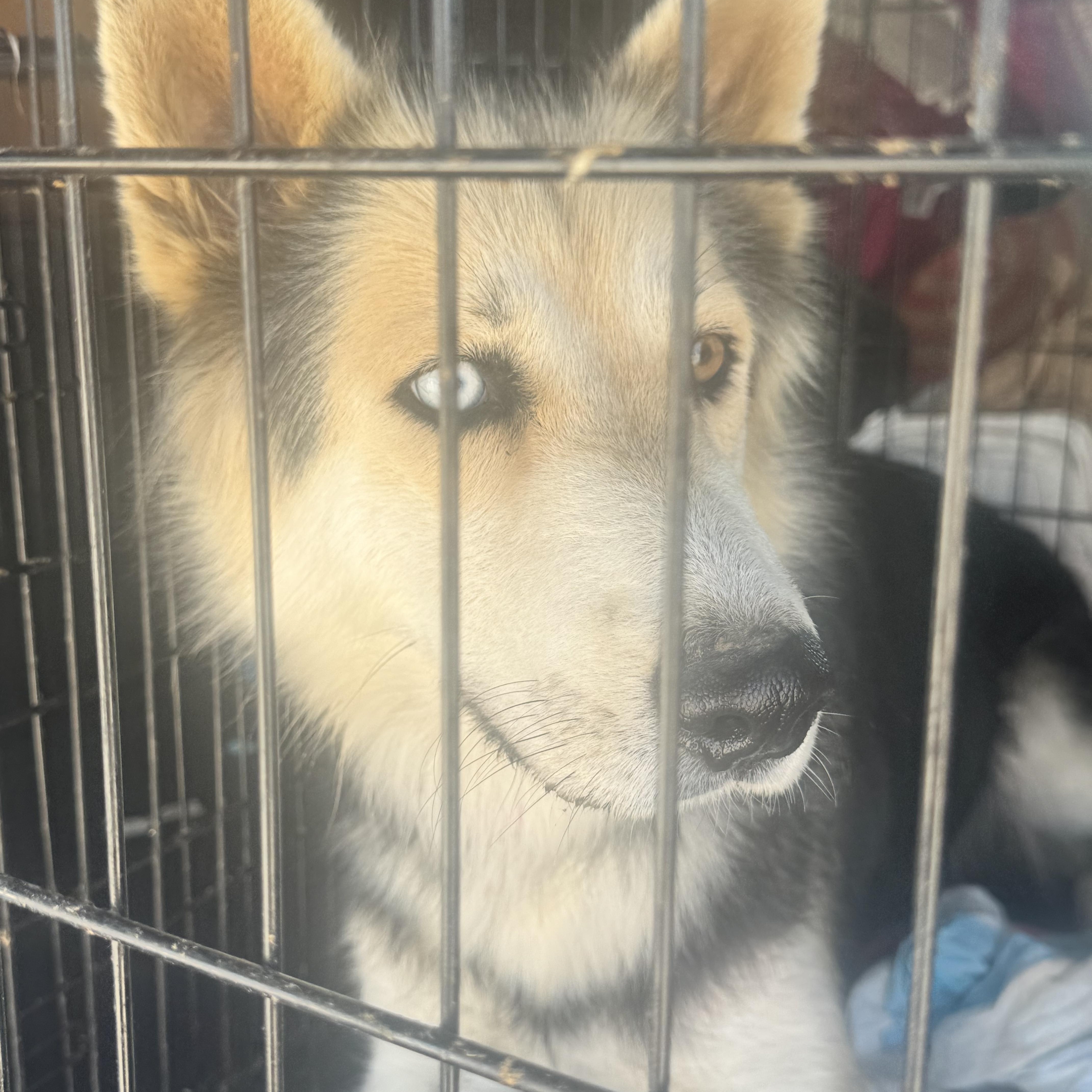 A young medium-sized female Bicolor German Shepherd Dog dog named Arleen for adoption in Palmdale, CA