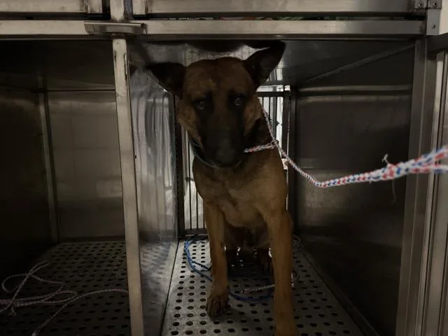 An adult extra large-sized male Belgian Shepherd / Malinois dog named Mateo for adoption in Dallas, TX