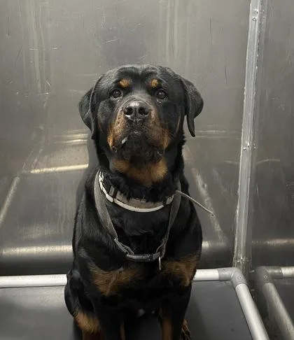An adult large-sized female Rottweiler dog named Katana for adoption in West Chester, PA