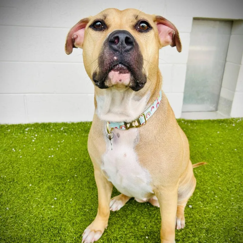 An adult large-sized female Yellow / Tan / Blond / Fawn Mixed Breed dog named Sophia for adoption in Englewood, FL