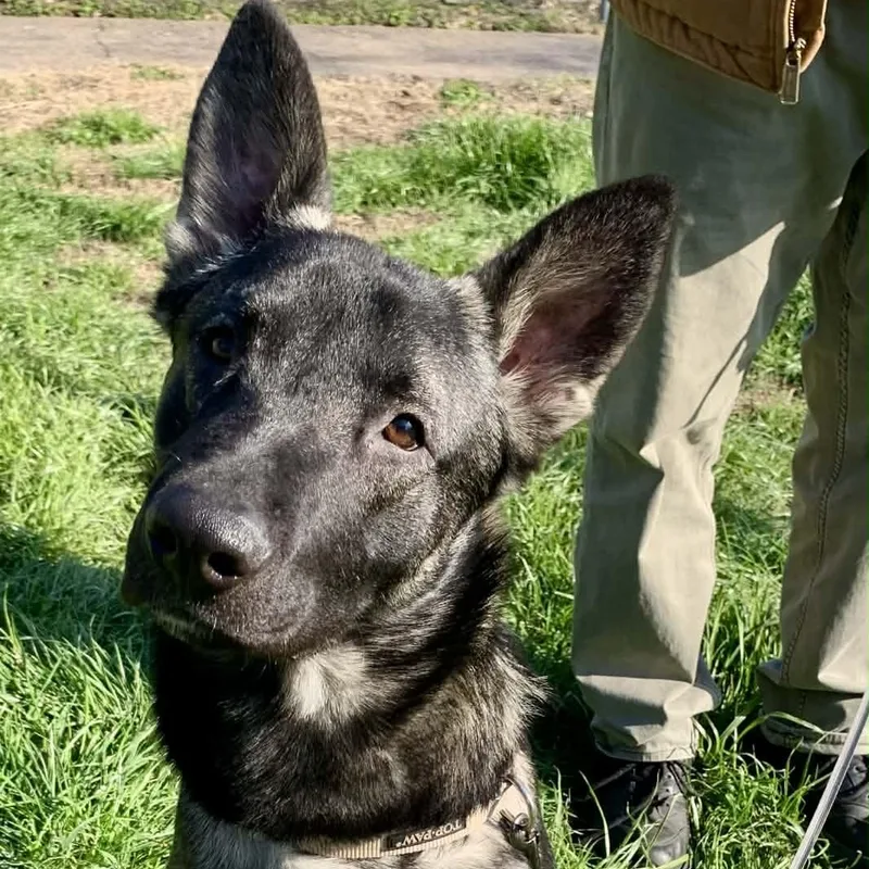 A young large-sized male Brown / Chocolate German Shepherd Dog dog named Smokey for adoption in Houston, TX