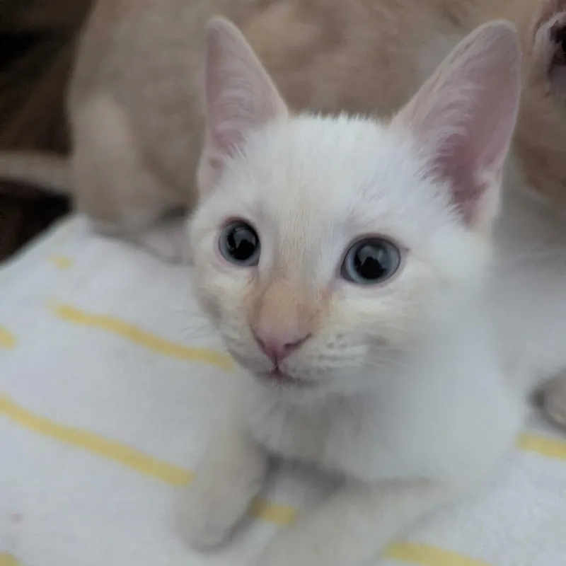 A baby small-sized female Flame Point Domestic Short Hair cat named Cheese for adoption in Riverside, CA