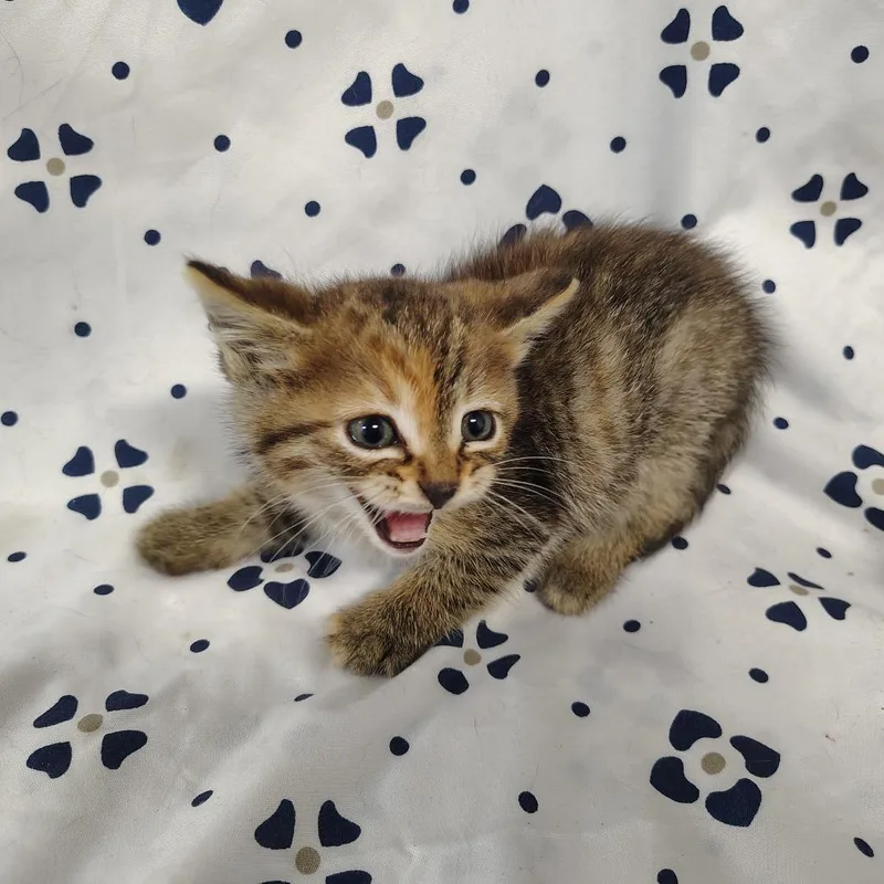 A baby small-sized female Torbie Domestic Short Hair cat named Bbq for adoption in Coos Bay, OR