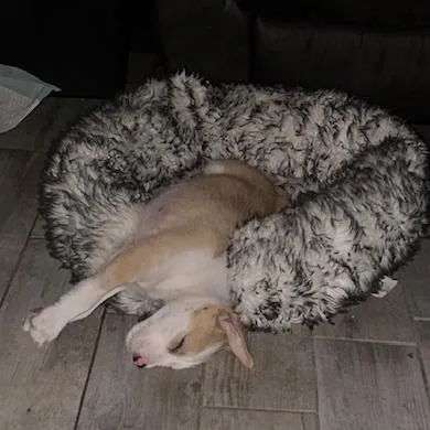 A baby small-sized male Yellow / Tan / Blond / Fawn American Staffordshire Terrier dog named Lazarus for adoption in San Antonio, TX