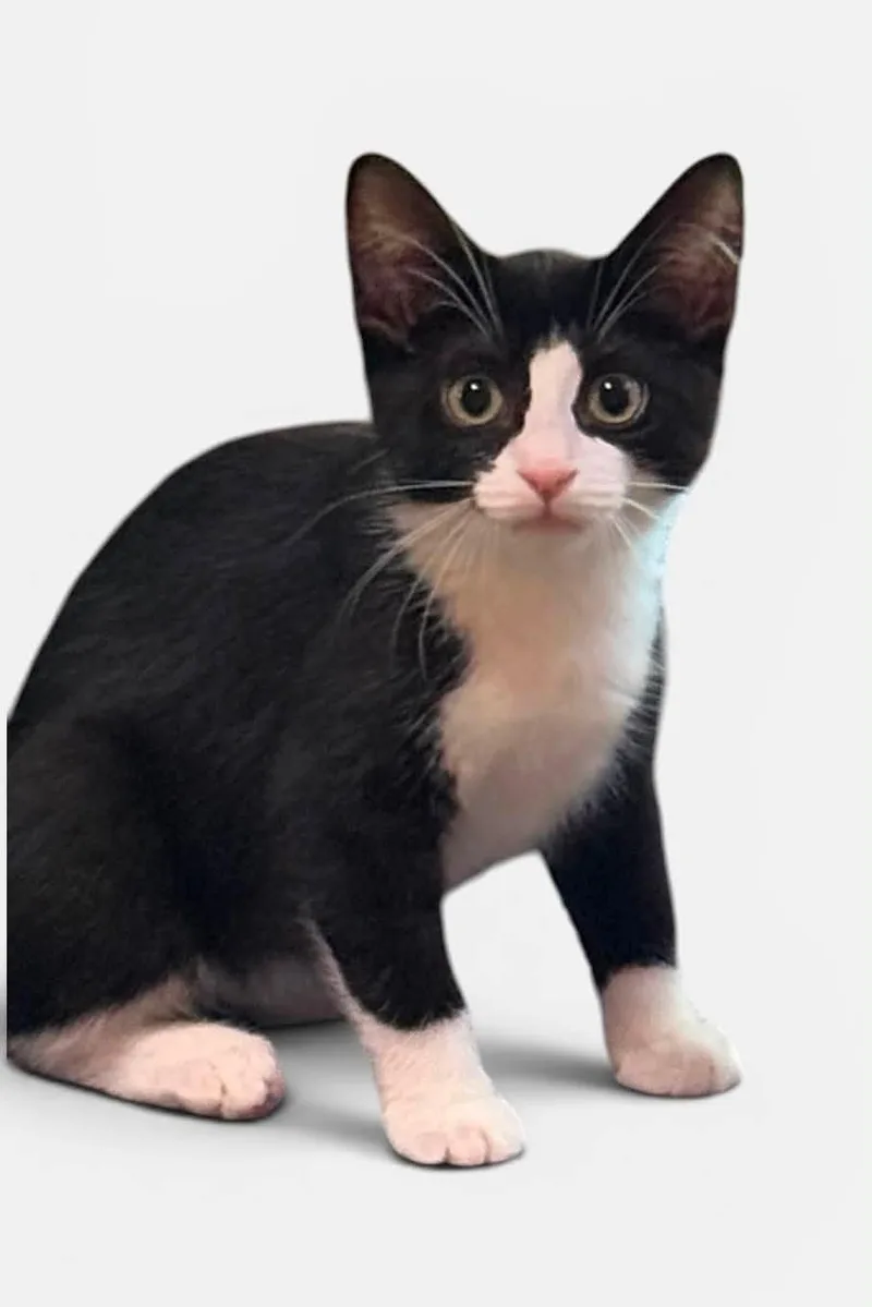 A young medium-sized female Black & White / Tuxedo Domestic Short Hair cat named Vienna for adoption in Wyandotte, MI
