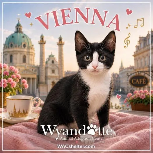 Vienna thumbnail 2