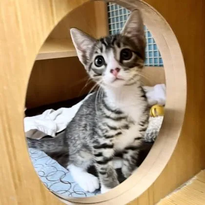 A baby small-sized female Domestic Short Hair cat named Napua for adoption in Honolulu, HI