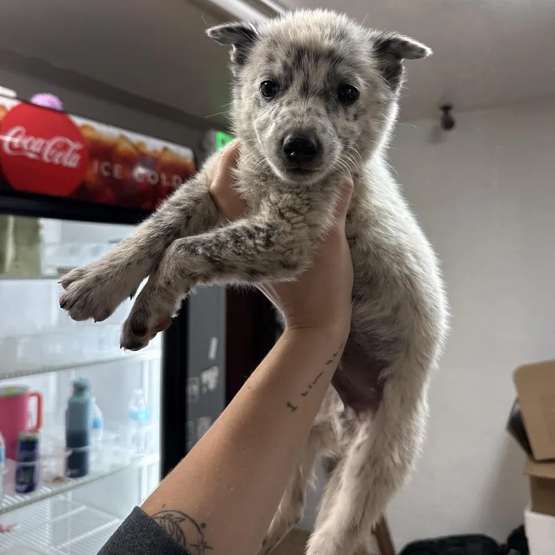 A baby medium-sized male White / Cream Cattle Dog dog named Pizza Cutter for adoption in Tacoma, WA