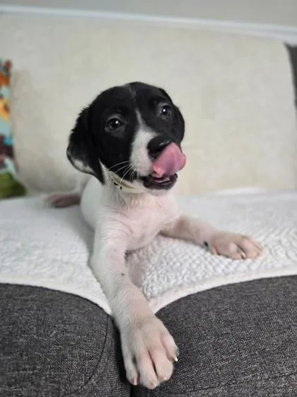 A young medium-sized male Labrador Retriever dog named Gregory Bridgerton for adoption in Lawrenceville, GA