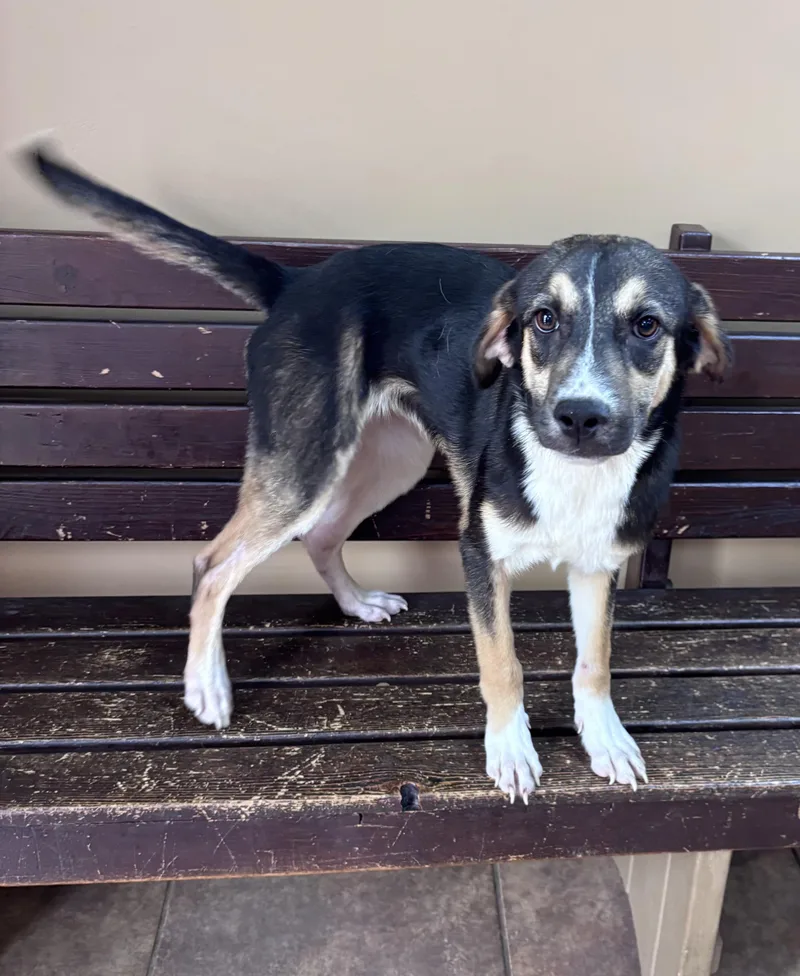 A young medium-sized female Black Australian Shepherd dog named Buffy for adoption in Watertown, CT