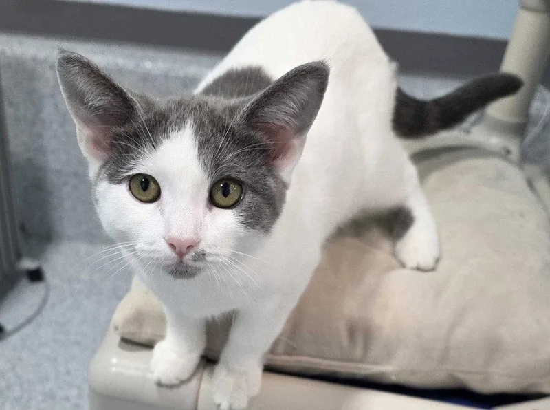 A baby medium-sized female Domestic Short Hair cat named Blue Moon for adoption in Colorado Springs, CO