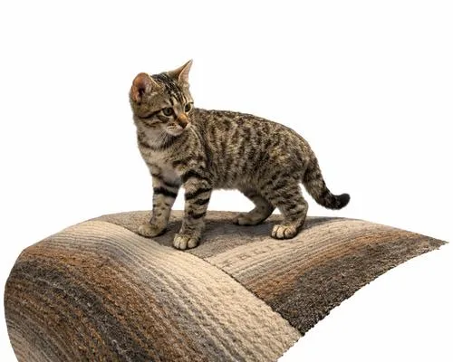 A baby small-sized female Tabby (Brown / Chocolate) Domestic Short Hair cat named Florida Girl for adoption in Tampa, FL