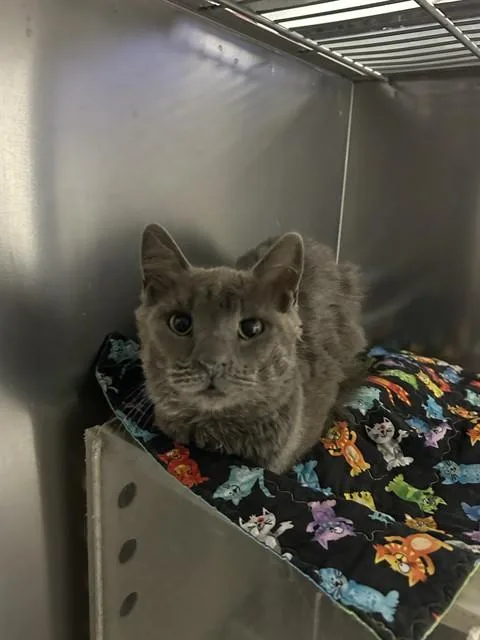 A young large-sized female Domestic Medium Hair cat named Irish for adoption in Bakersfield, CA
