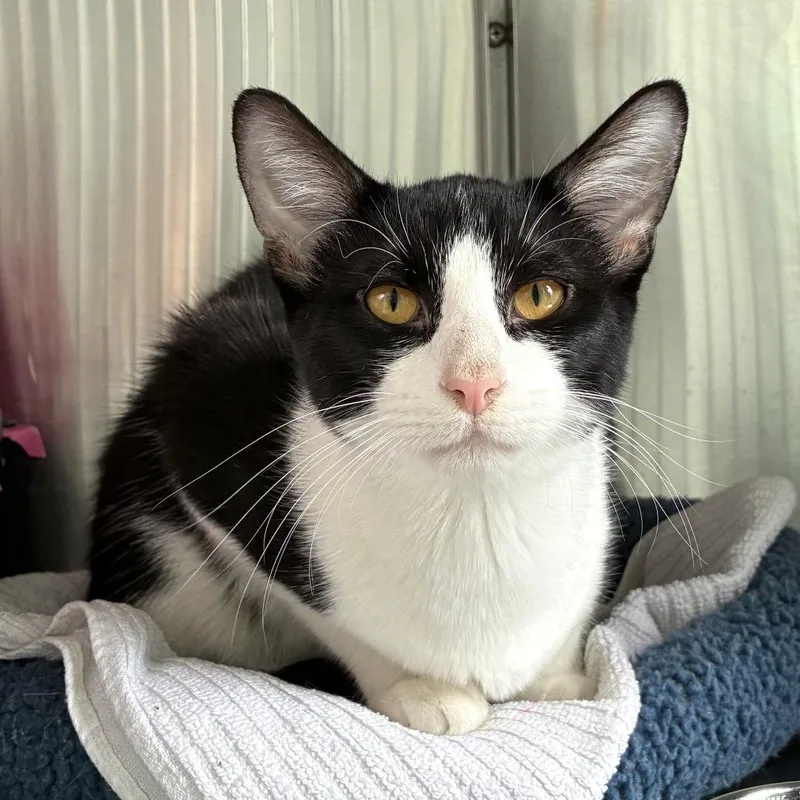A young medium-sized male Black Domestic Short Hair cat named Softie for adoption in Skokie, IL