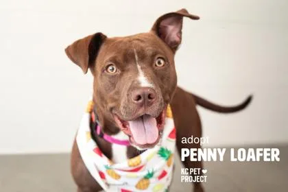 An adult medium-sized female Brown / Chocolate Pit Bull Terrier dog named Penny Loafer for adoption in Kansas City, MO
