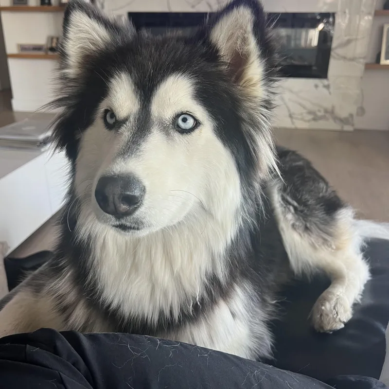 An adult medium-sized female Black Siberian Husky dog named Stormy and Joy for adoption in Menifee, CA
