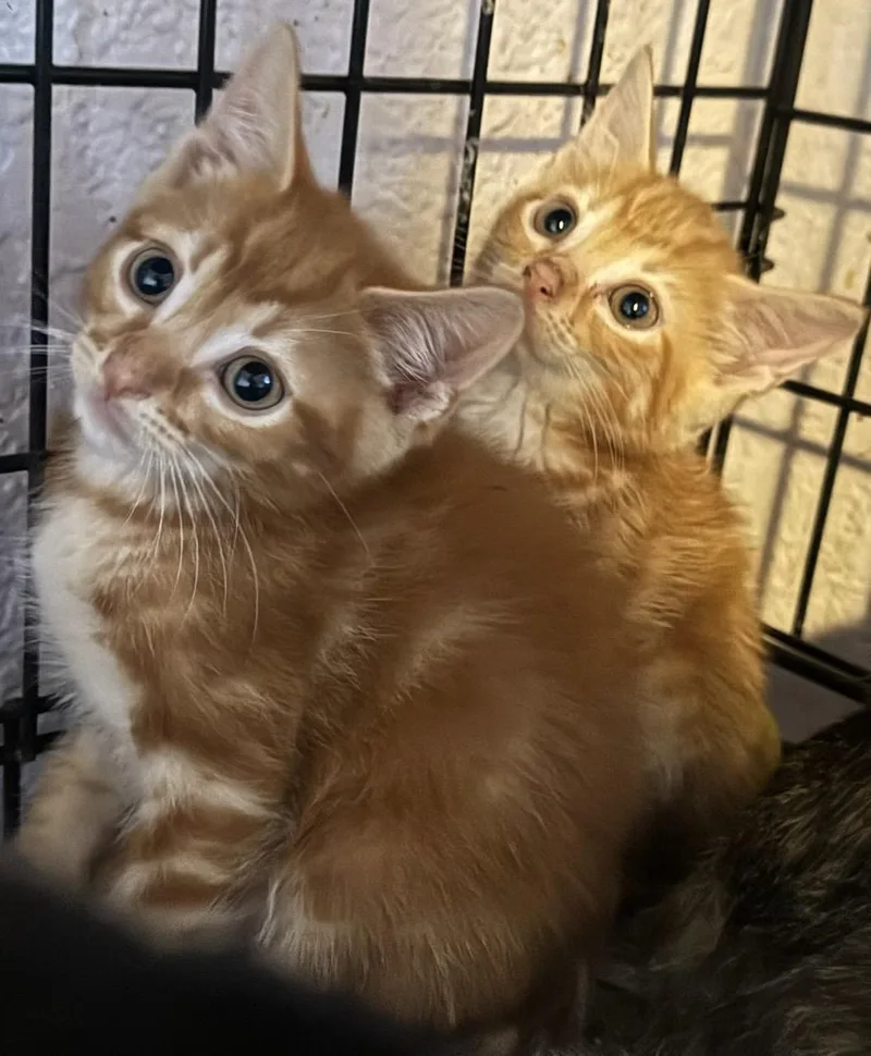 A baby small-sized male Orange / Red Domestic Short Hair cat named Maverick & Ace Bonded for adoption in Boca Raton, FL