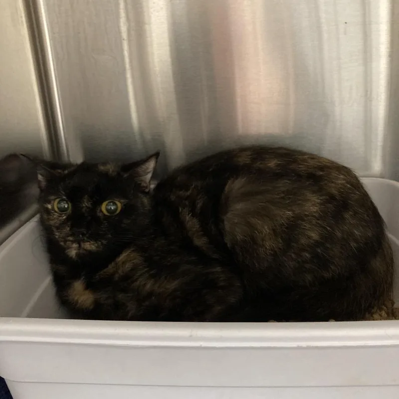 An adult small-sized female Tortoiseshell Domestic Short Hair cat named Tina for adoption in Blue Ridge, GA