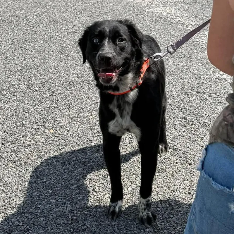 A young medium-sized female Black Husky dog named June for adoption in Shinnston, WV