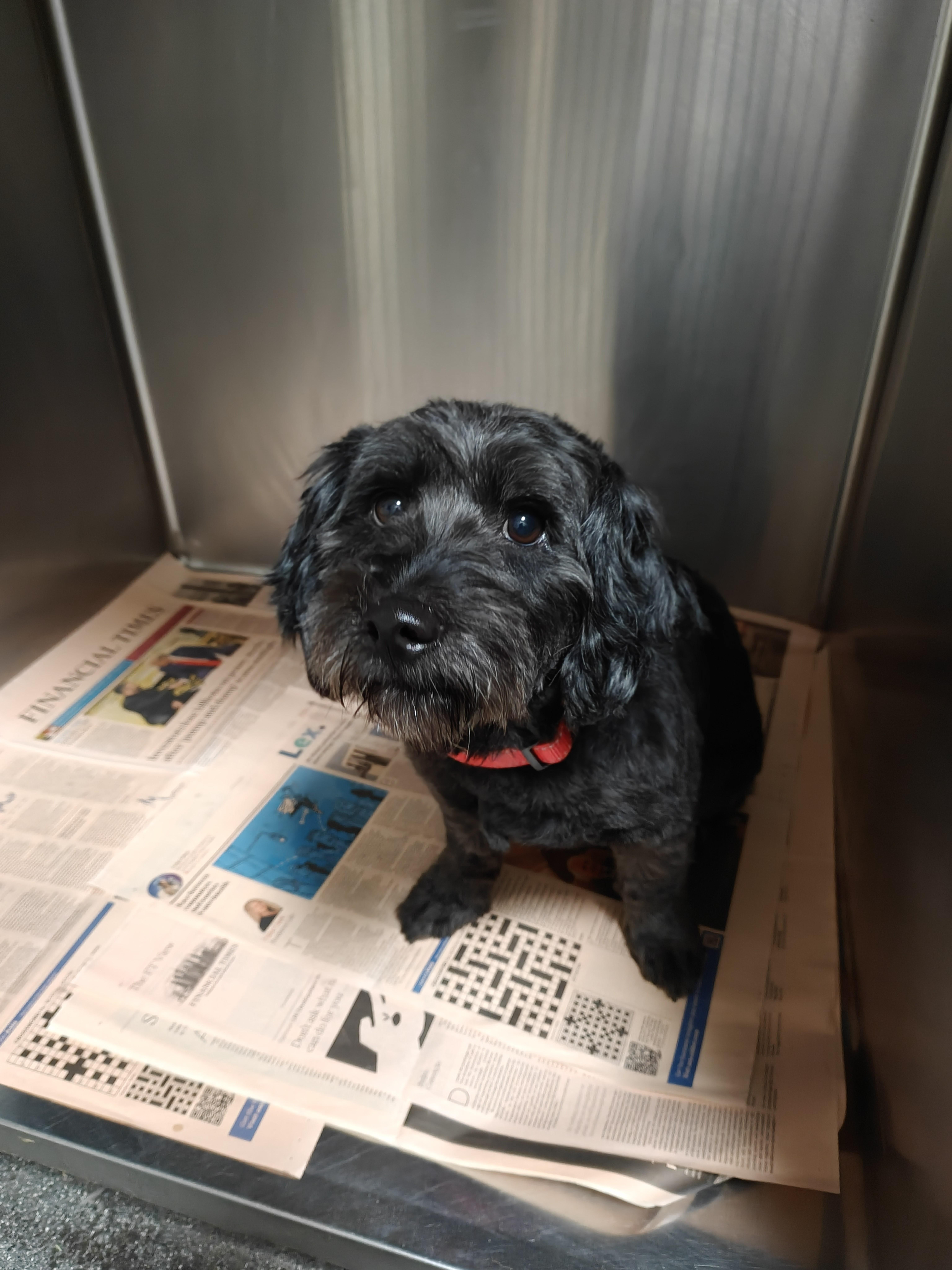An adult medium-sized male Schnauzer dog named Max for adoption in Los Angeles, CA