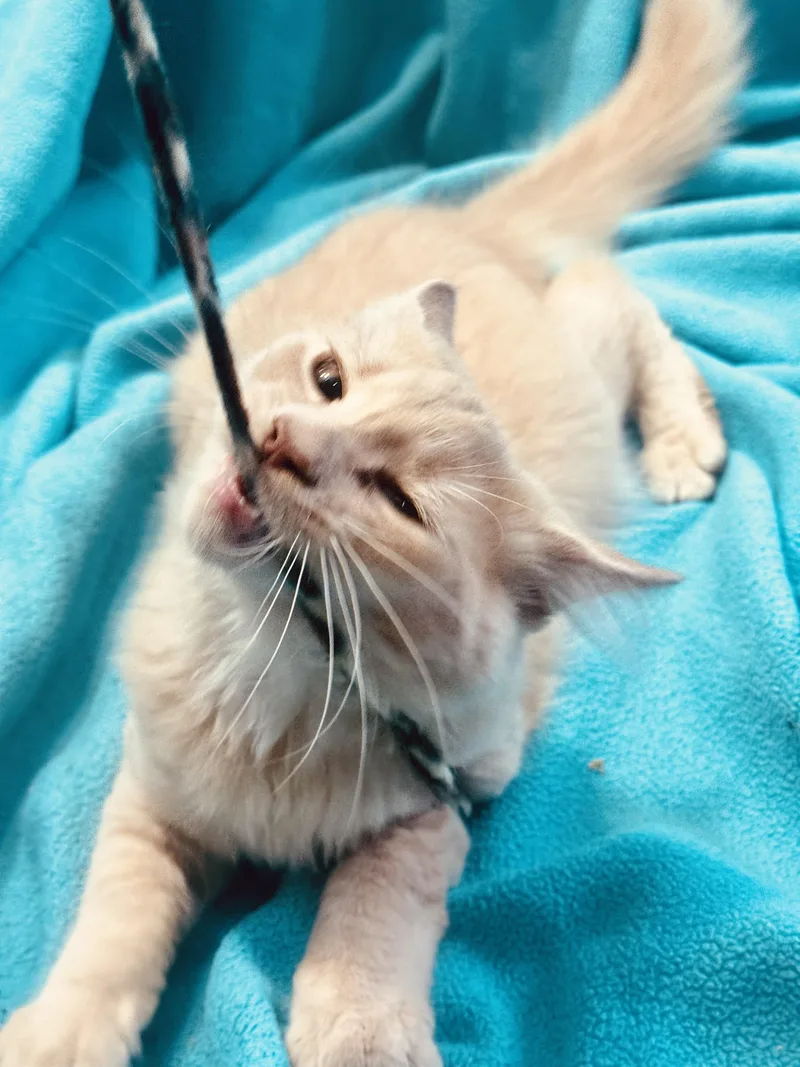 A baby medium-sized male Orange / Red Domestic Short Hair cat named Sophieand Calcifer for adoption in Temple, PA