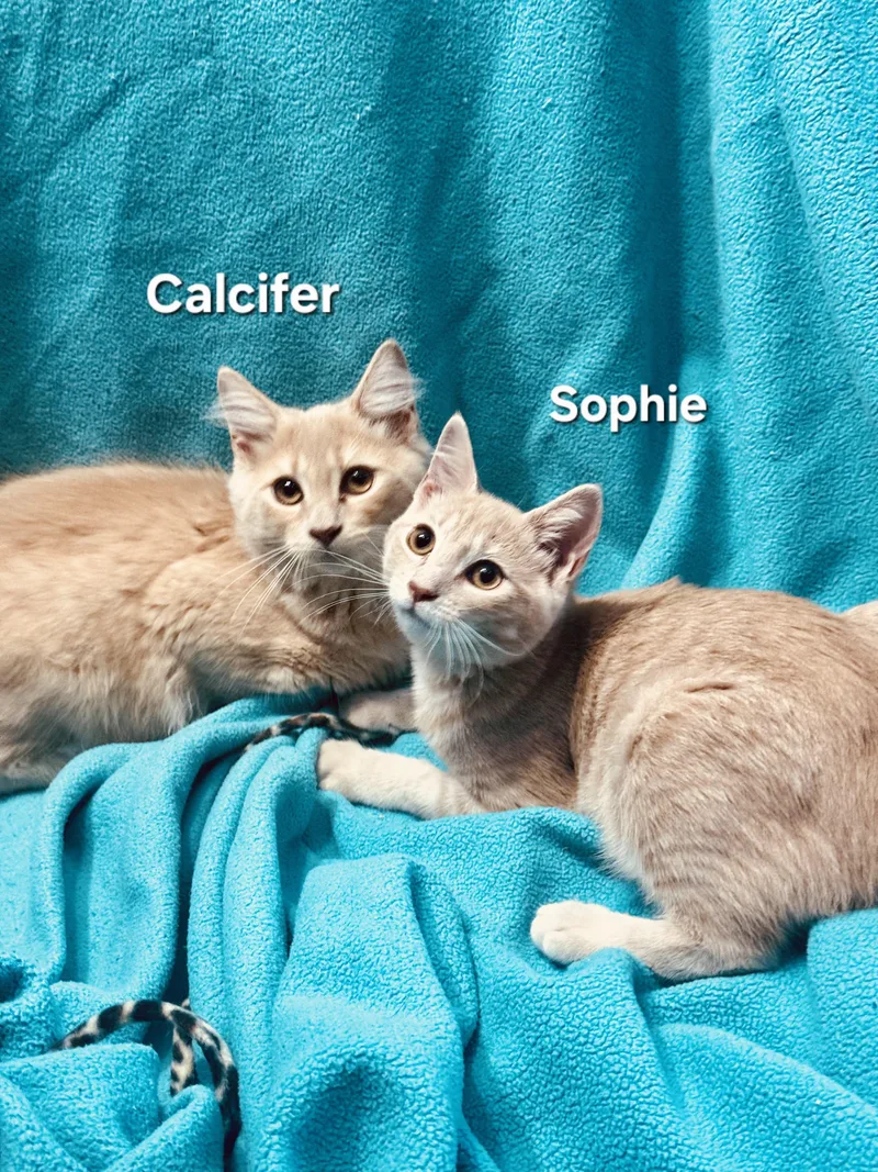 Sophieand Calcifer thumbnail 2