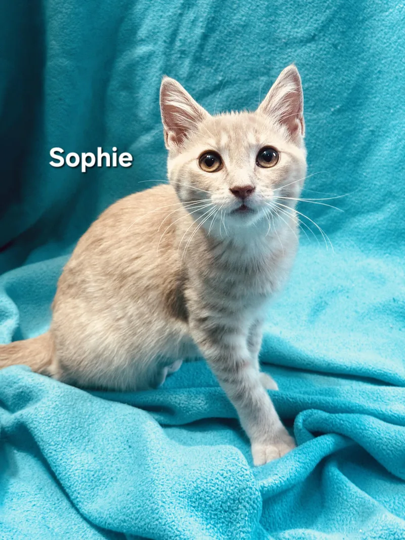 Sophieand Calcifer thumbnail 3