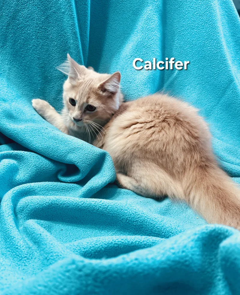 Sophieand Calcifer thumbnail 6