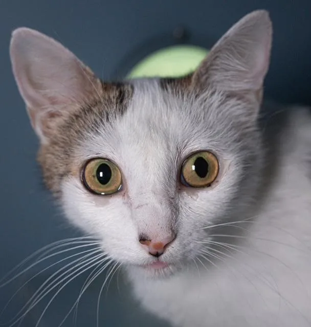 A young medium-sized female Domestic Short Hair cat named Sparkle for adoption in Boston, MA
