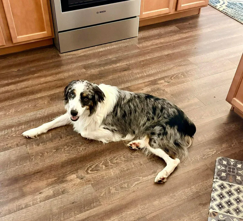 An adult medium-sized male Australian Shepherd dog named River for adoption in Cape May Court House, NJ