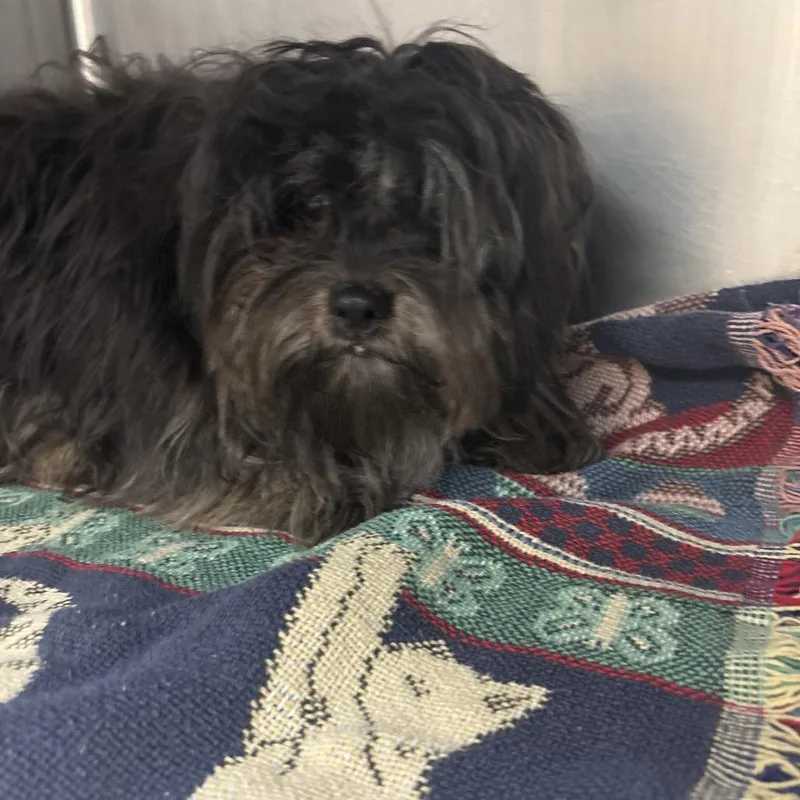 An adult small-sized male Black Mixed Breed dog named Ares for adoption in Memphis, TN