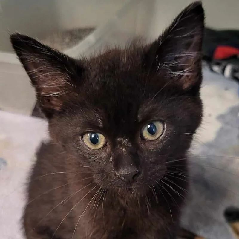 A baby medium-sized male Domestic Short Hair cat named Ansel for adoption in Robinson, IL
