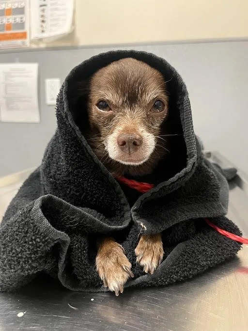 A senior small-sized male Chihuahua dog named Bubbs for adoption in Las Vegas, NV
