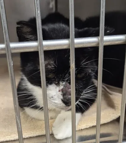 An adult medium-sized male Domestic Medium Hair cat named Fabio for adoption in Decatur, IL
