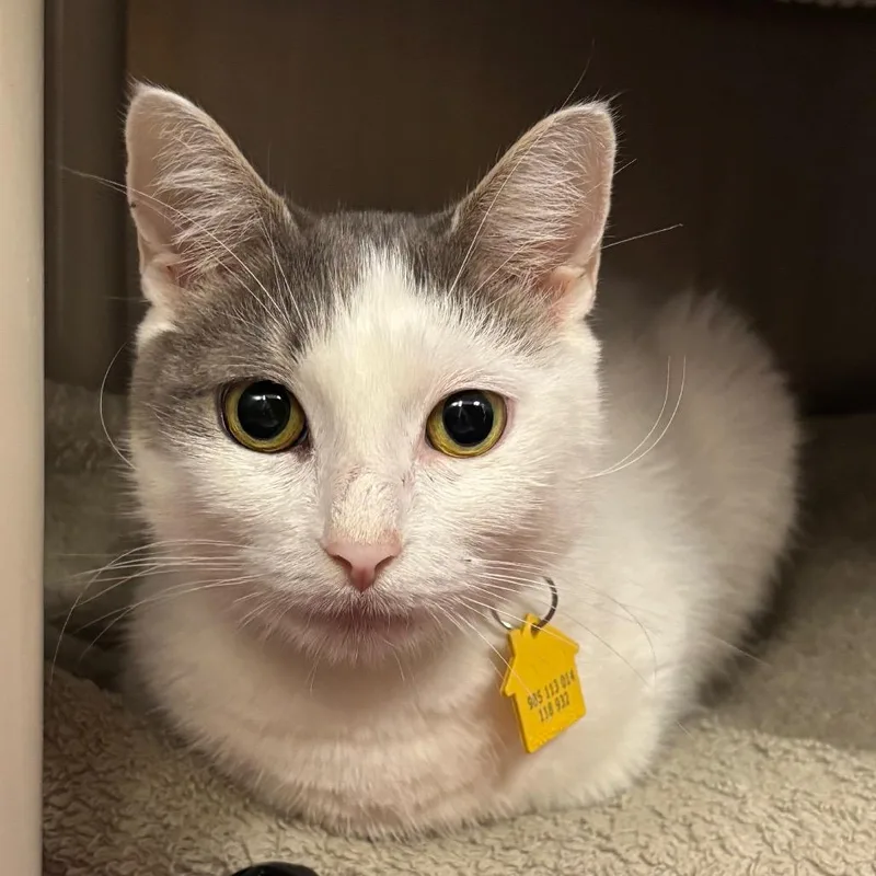 An adult small-sized female White Domestic Short Hair cat named Dolly for adoption in Springfield, MA