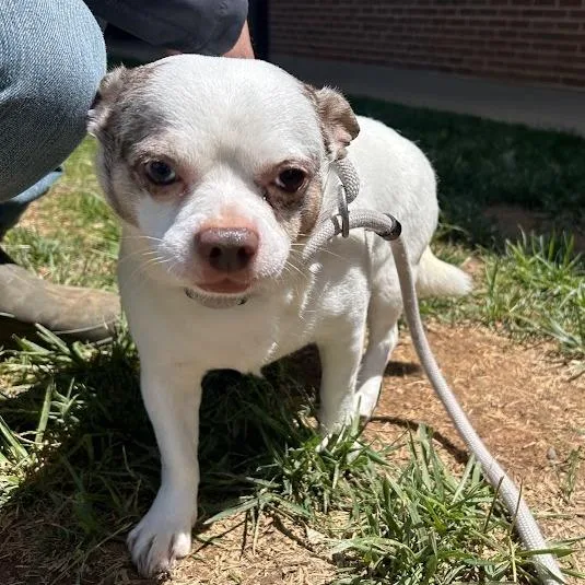 An adult small-sized male Chihuahua dog named Sparky for adoption in Verona, VA