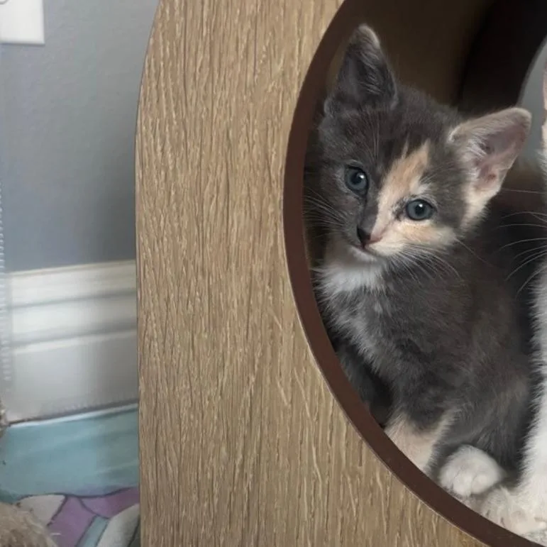 A baby small-sized female Tortoiseshell Domestic Short Hair cat named Groovy for adoption in Westminster, CA