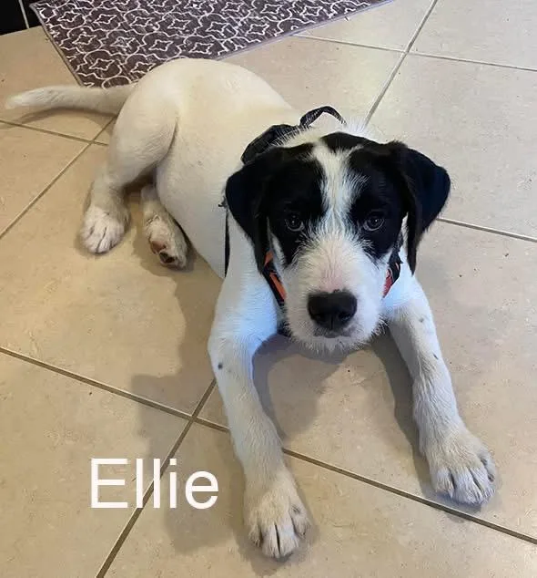 A baby large-sized female Black Great Pyrenees dog named Ellie for adoption in Avondale, PA