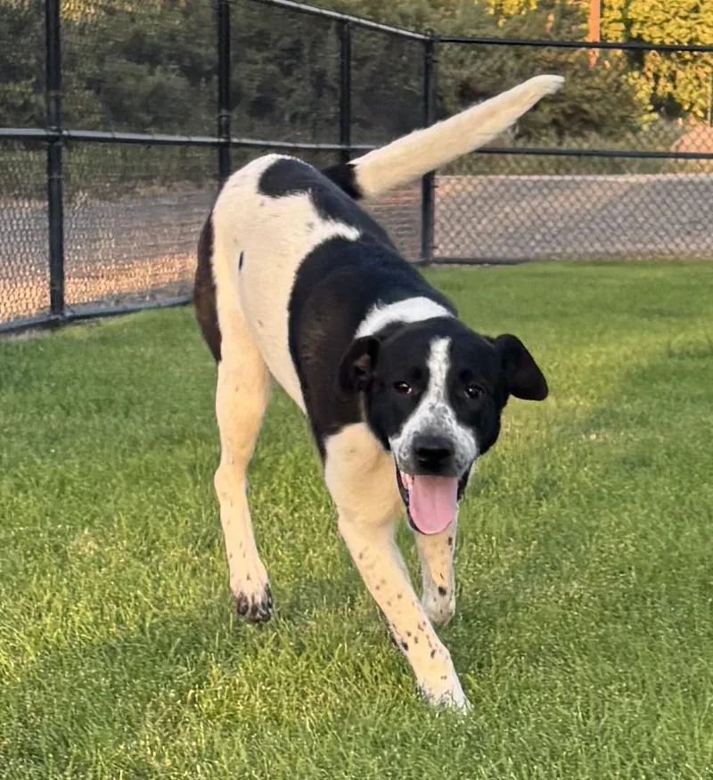 An adult medium-sized male White / Cream Border Collie dog named Ryder for adoption in Montrose, CO