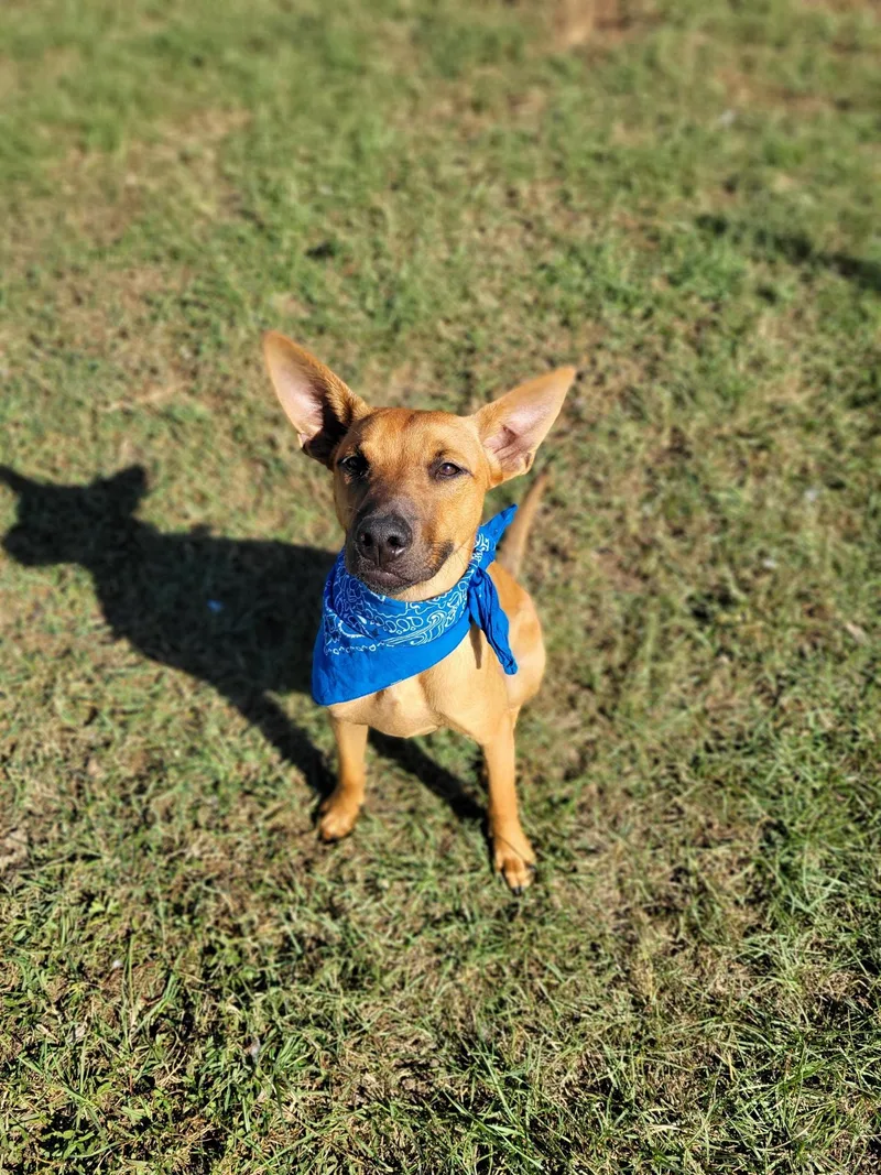 A young medium-sized male Mixed Breed dog named Trigger for adoption in Mobile, AL