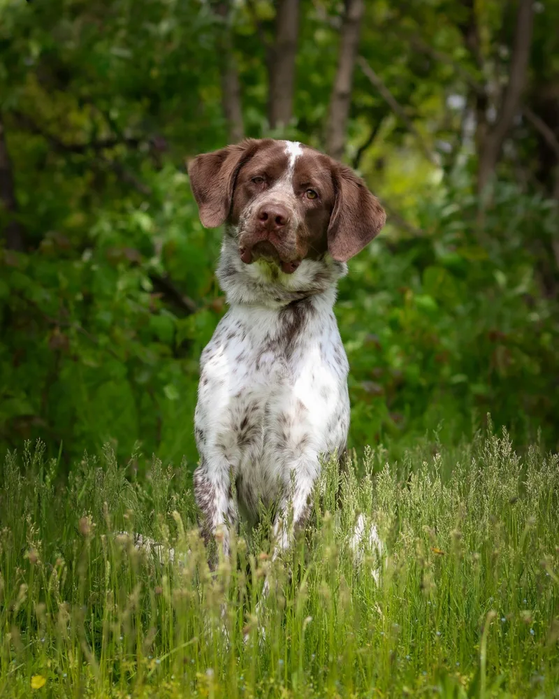 A young large-sized male Bicolor English Pointer dog named Tahoe for adoption in Bridgeport, CT