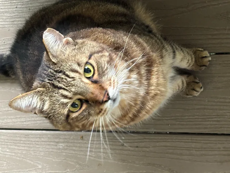 A senior large-sized male Tabby (Brown / Chocolate) Domestic Short Hair cat named Target for adoption in Palm Coast, FL