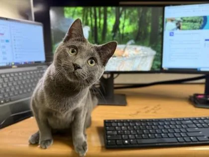 An adult medium-sized female Domestic Short Hair cat named Lucy for adoption in Fairfax, VA