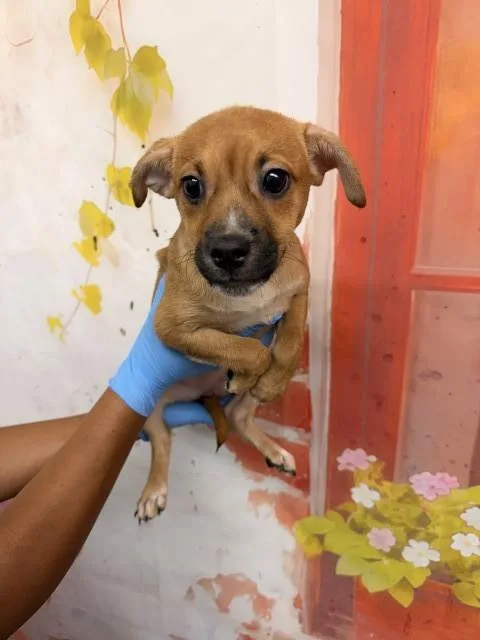 A baby small-sized female Pit Bull Terrier dog named Matilda for adoption in San Bernardino, CA