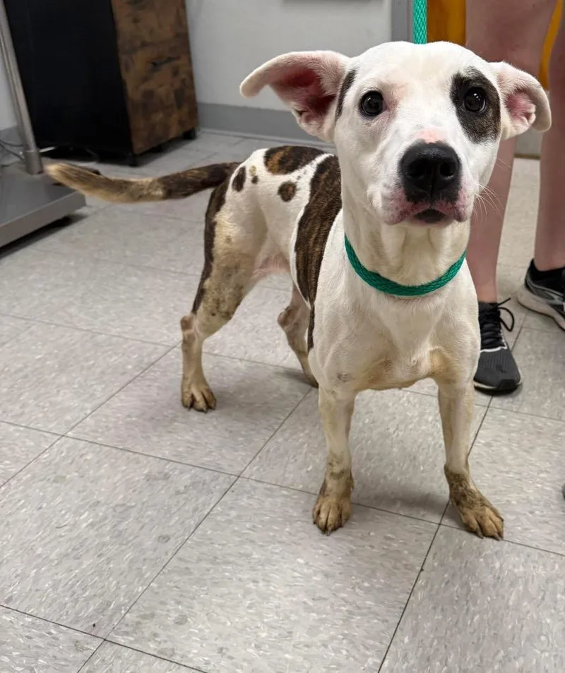 A young medium-sized female Pit Bull Terrier dog named Marian for adoption in Sorrento, LA