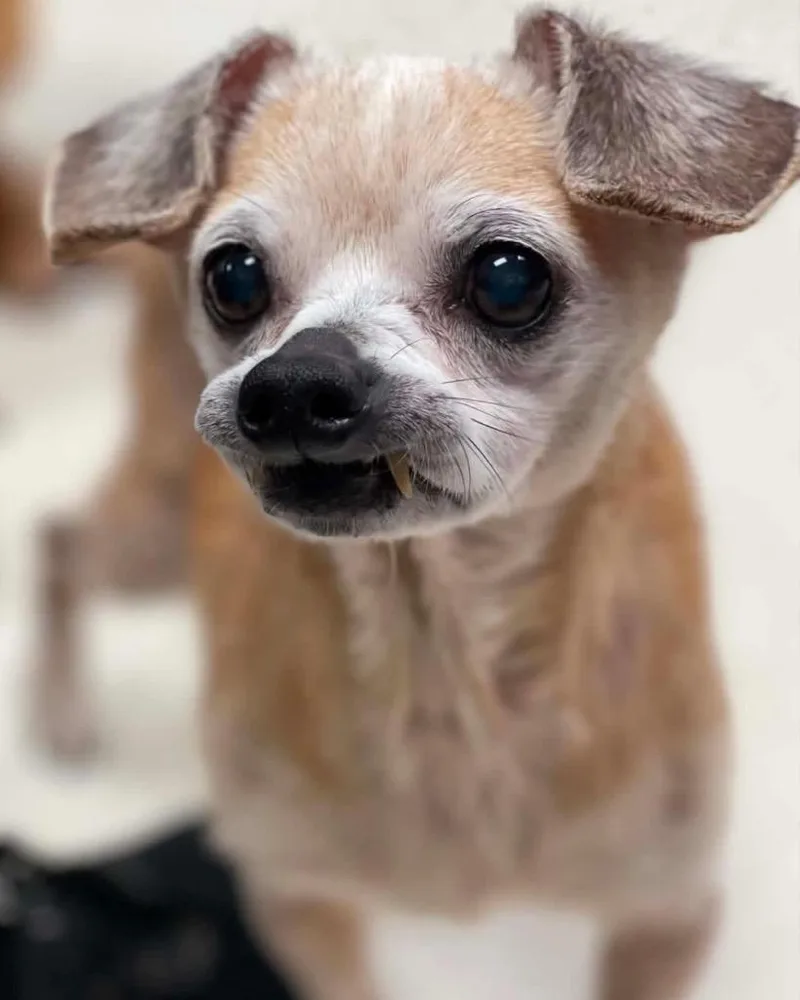 A senior small-sized female Chihuahua dog named Victoria for adoption in Bryan, TX