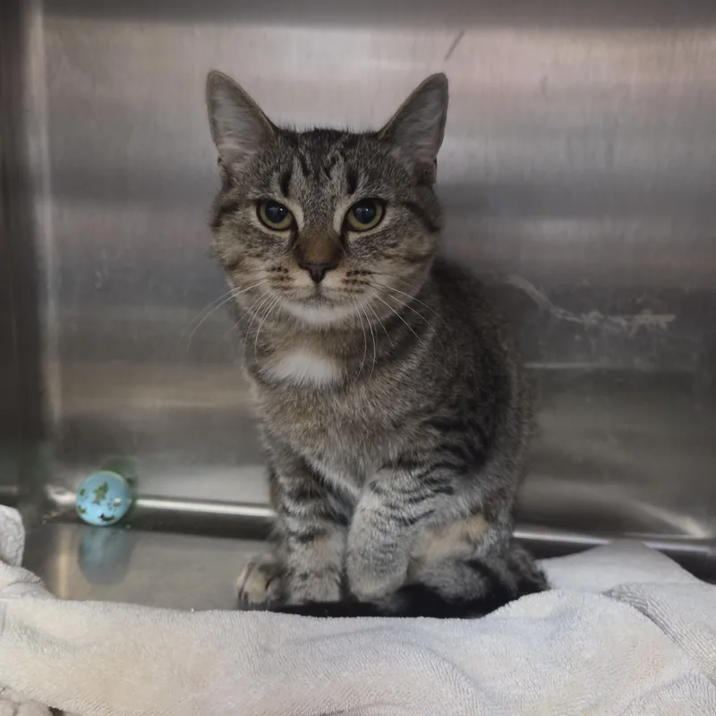 A young medium-sized female Domestic Short Hair cat named Pansy for adoption in Old Bridge, NJ