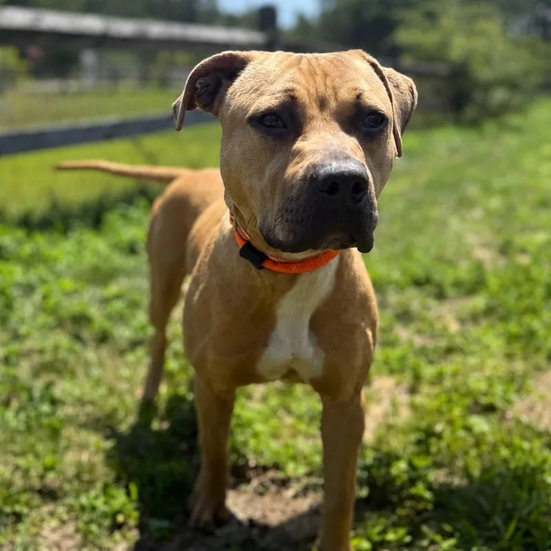 A young large-sized male Yellow / Tan / Blond / Fawn Pit Bull Terrier dog named Ronnie for adoption in Manahawkin, NJ