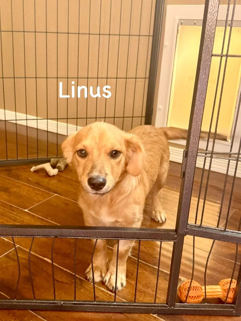 Linus thumbnail 3